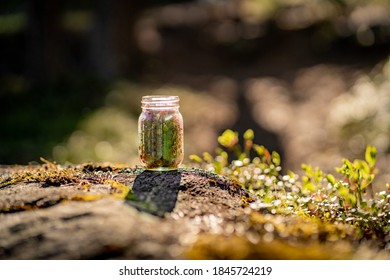 大菠萝福建导航app