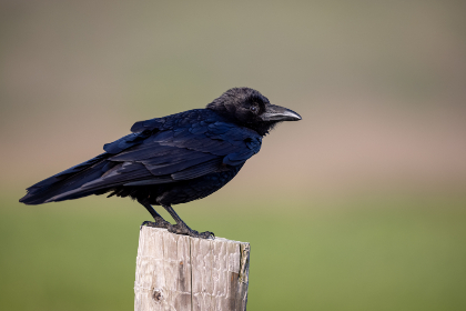 2019一本久道在线线观看