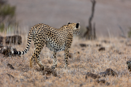 大臿蕉香蕉大视频最新