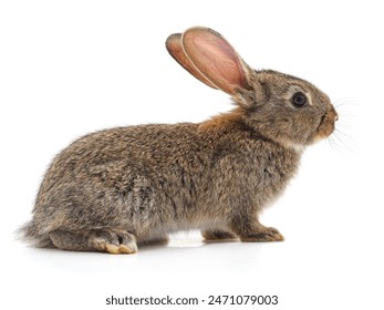 莉莉影院私人入口