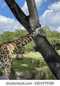 加勒比本道久久综合88