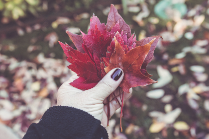2018黄动漫在线观看