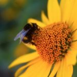 元梦之星礼包码在哪兑换:详细步骤与注意事项解析 nvbgn1gu1